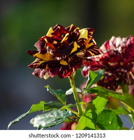 Abracadabra Rose In Outdoor Garden