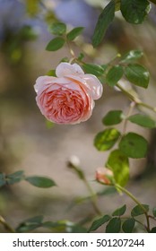 Abraham Darby Rose