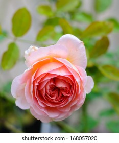 Abraham Darby Rose In The Garden With Blurred Background.