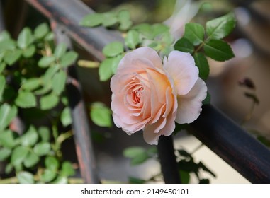 Abraham Darby Rose On The Balcony