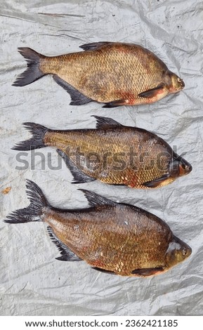 Abramis brama, commonly known as the common bream, is a species of freshwater fish found in Europe and parts of Asia. This species belongs to the family Cyprinidae and is known for its distinctive app