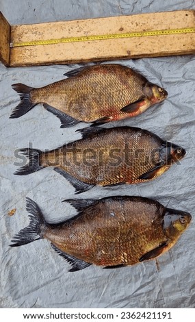 Abramis brama, commonly known as the common bream, is a species of freshwater fish found in Europe and parts of Asia. This species belongs to the family Cyprinidae and is known for its distinctive app