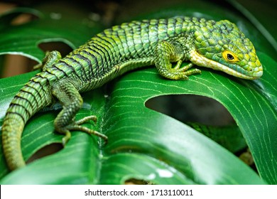 Abronia Graminea Mexican Alligator Lizard