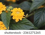 Abronia latifolia (Yellow Sand Verbena) is a trailing perennial forming a succulent mat of fleshy, oval to rounded leaves. In late spring to late summer, showy snowballs packed with small, fragrant, 