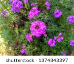 Abronia villosa is a species of sand-verbena known by the common names desert sand-verbena and chaparral sand-verbena. It is in the four o