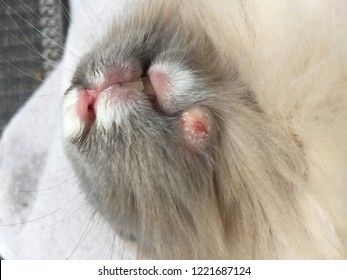 Abscess Infection Rabbit Skin Stock Photo (Edit Now) 1221687124