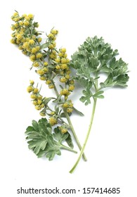 Absinthium (Artemisia Absinthium)