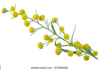 Absinthium (Artemisia Absinthium)