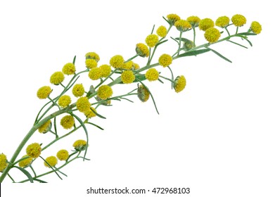 Absinthium (Artemisia Absinthium)