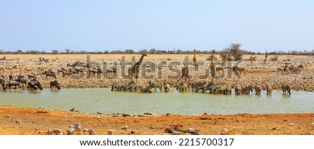 An absolutely fantastic waterhole teeming with wildlife, including many giraffe, large herd of zebra and wildebeest and springbok. Etosha, Namibia, Southern Africa