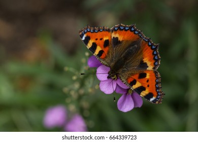 Absolutely pristine Small Tortoiseshell butterfly (Aglais urticae) on a wallflower