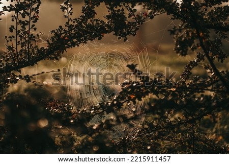 Similar – texture of the bark of a tree in nature close up