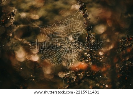 Similar – grünes Moos auf der Rinde eines Baumes mit Bokeh-Hintergrund