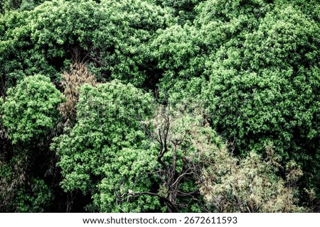 absract background of green trees