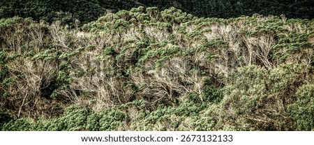 absract background of green trees
