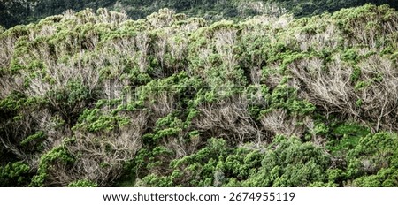 absract background of green trees
