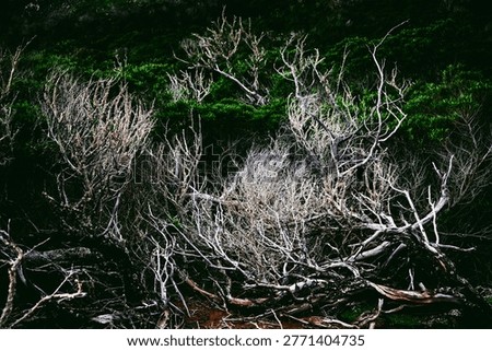 absract background of green trees