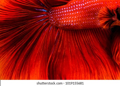 Abstrack Close Up Photo Of Colorful Texture Betta Fish Tail And Fin Or Siamese Fighting Fish