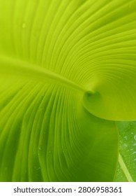 abstrack pattern of a green banana leaf