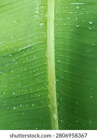 abstrack pattern of a green banana leaf
