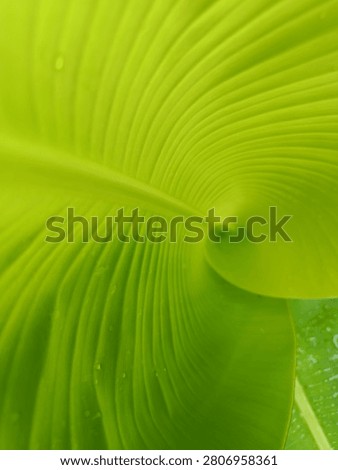 abstrack pattern of a green banana leaf