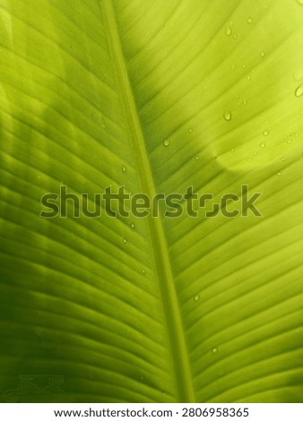 abstrack pattern of a green banana leaf