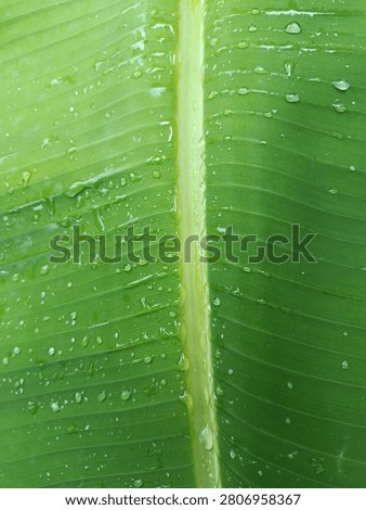 abstrack pattern of a green banana leaf