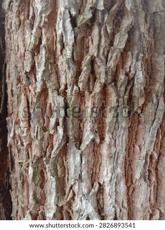 Abstrack striped pulai tree bark backgroun texture