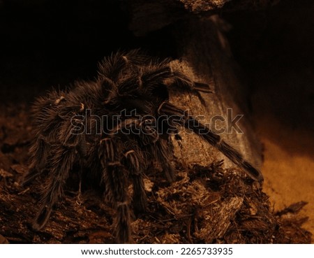 abstract africa animal background spider 