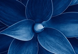 Plantă Abstractă Agave Model Floral Dragon Copac, Coada De Vulpe Albastră Agave Floral Model Verde Vedere De Sus. Imagine Tonată Cu Culoarea Tendinței Anului 2020 An Albastru Clasic