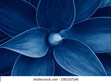 Abstract Agave plant floral pattern Dragon tree, blue fox tail agave Floral green pattern top view. Toned image with trend color of 2020 year Classic blue - Shutterstock ID 1581107248