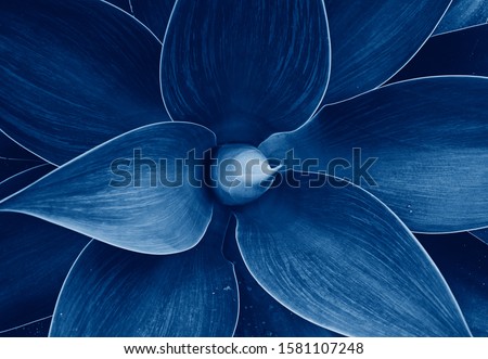 Abstract Agave plant floral pattern Dragon tree, blue fox tail agave Floral green pattern top view. Toned image with trend color of 2020 year Classic blue