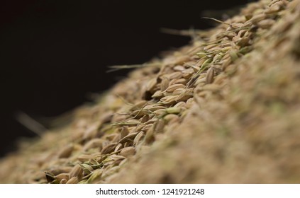 Abstract, Agriculture, Asian Style Conical Hat