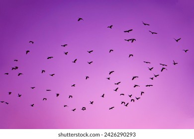      abstract, air, animal, background, bird, black, clouds, concept, flight, flock, fly, fowl, free, freedom, grey, group, height, lot, many, motion, movement, nature, nobod                          
