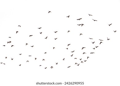    abstract, air, animal, background, bird, black, clouds, concept, flight, flock, fly, fowl, free, freedom, grey, group, height, lot, many, motion, movement, nature, nobod                            