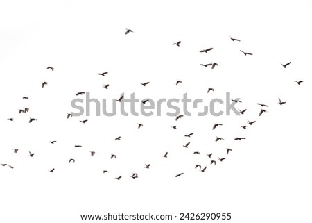    abstract, air, animal, background, bird, black, clouds, concept, flight, flock, fly, fowl, free, freedom, grey, group, height, lot, many, motion, movement, nature, nobod                            