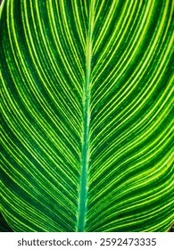 Abstract angle view of a green leaf showing dark green and light green striped details coming from the spine