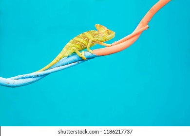 Abstract animal background, Agamidae animal wildlife, The cute chameleon is change two color on the tree. - Shutterstock ID 1186217737