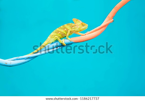 Abstract animal background,\
Agamidae animal wildlife, The cute chameleon is change two color on\
the tree.