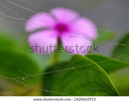 Similar – Im Busch Blume Blüte Natur