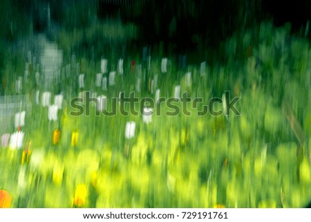 summer meadow Colour photo