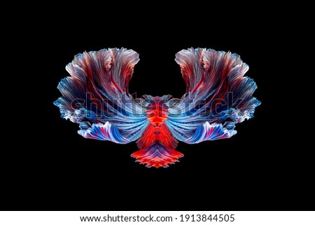 Abstract art of siamese fighting fish or betta fish tails symmetry form background