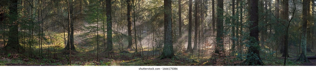 Abstract atmospheric landscape scene through trees in dense forest woodland with sunlight and mist fog - Powered by Shutterstock