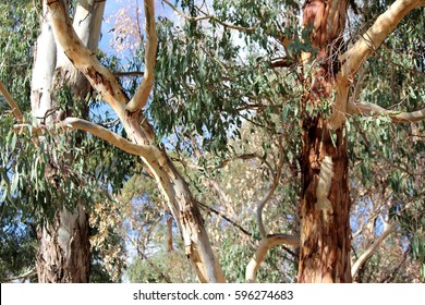 Abstract Australian Gum Trees