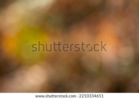 abstract autumn background, beech landscape out of focus with bokeh. nature image