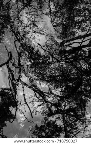 Similar – Image, Stock Photo tree cathedral Environment