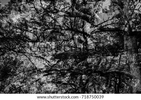 Similar – Image, Stock Photo more loyal Environment