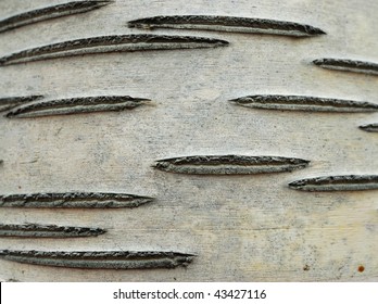 Abstract Background Of Aspen Tree Bark, Emily Murphy Park, Edmonton, Alberta, Canada