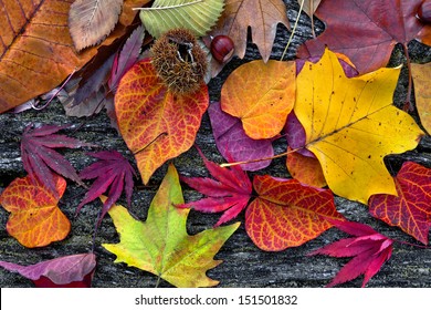 Abstrakter Hintergrund der Herbstblätter. Herbsthintergrund.
