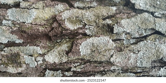 abstract background of bark pattern of pine strobus tree or eastern white pine (weymouth pine) West Java 28 sep 2024